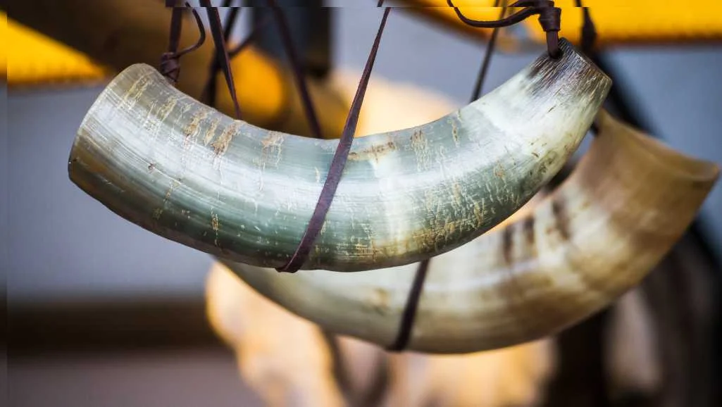 Fox hunting horn, hunting horn